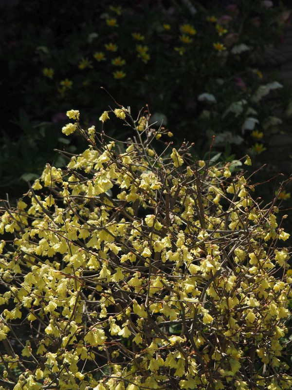 P3233530