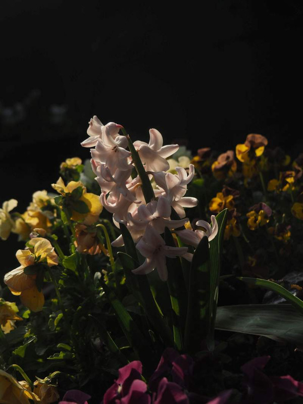 P3243536