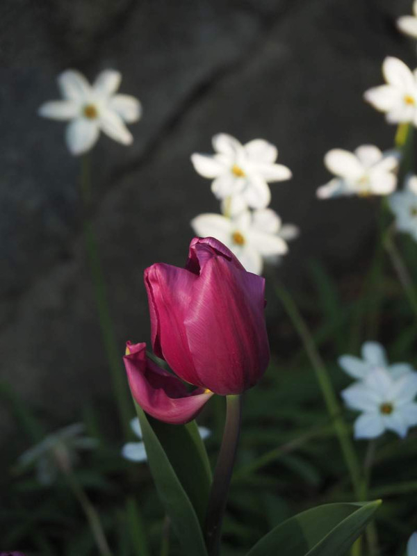 P3243540