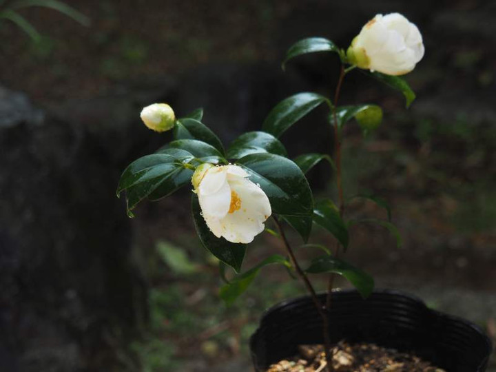 P3263555