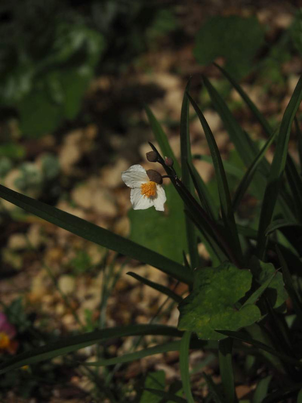 P3293739