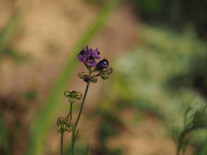 P3293753