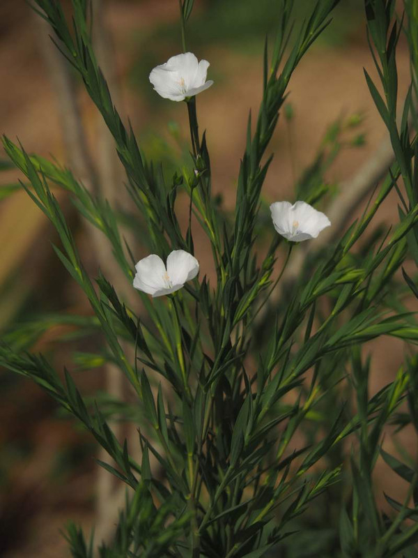 P3293754