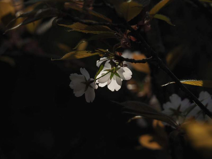P3303785