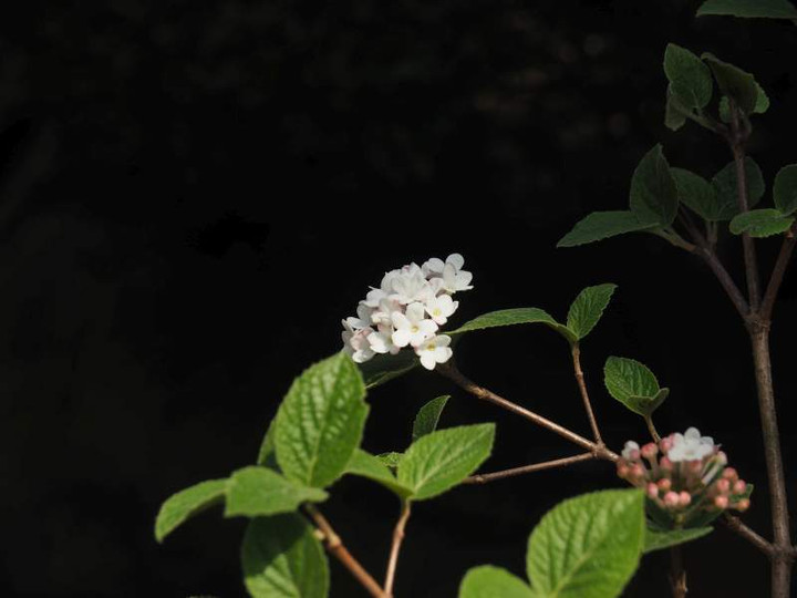 P4013960