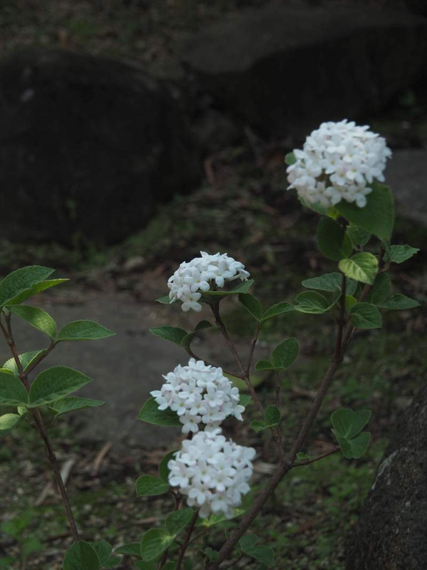P4034054
