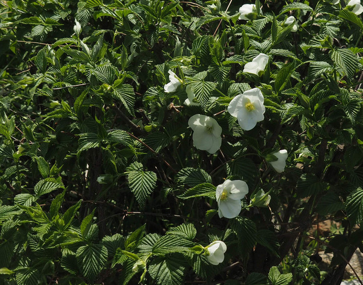 P4034070