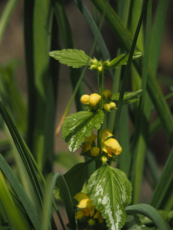 P4044094