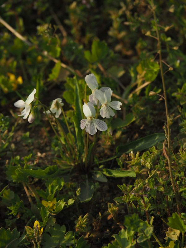 P4044149