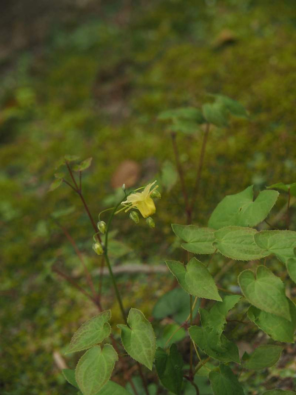 P4064204