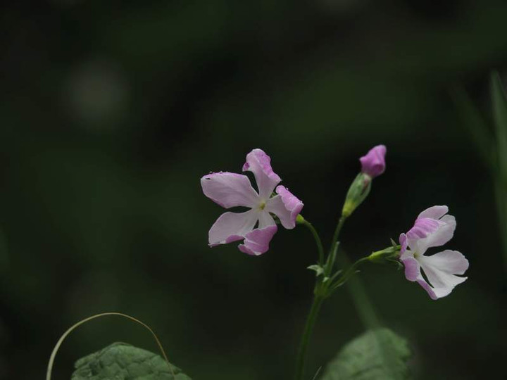 P4064208