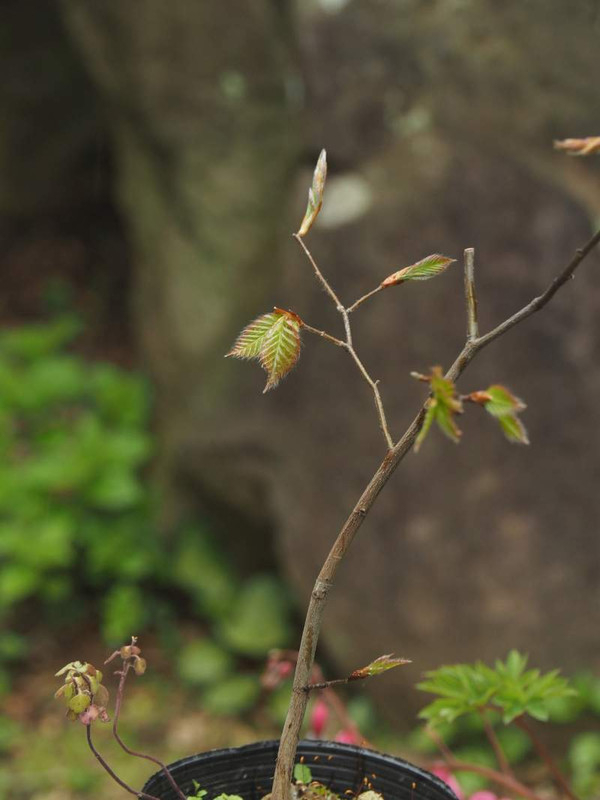 P4064224