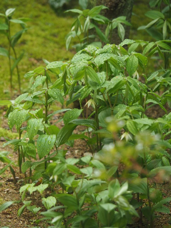 P4064301