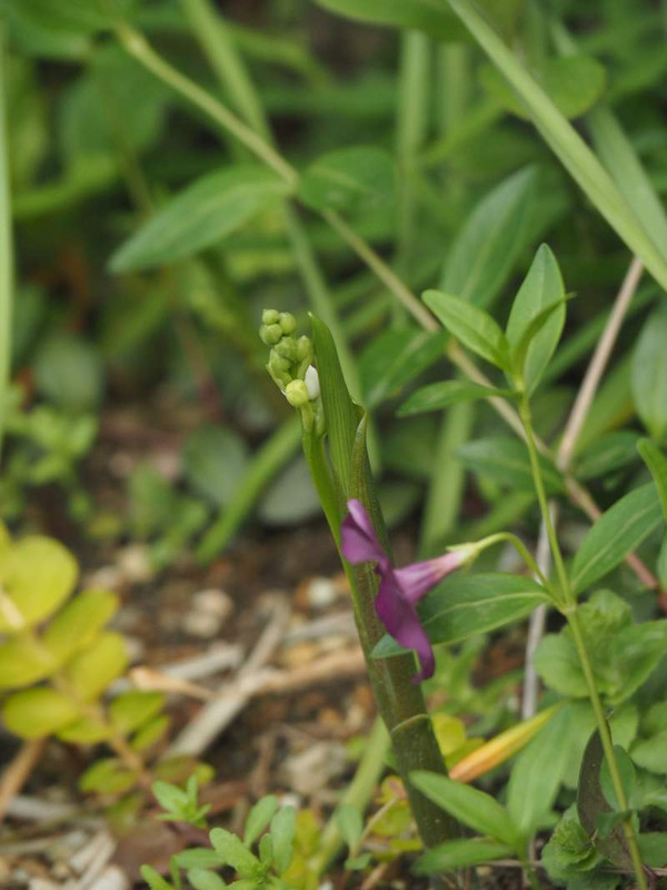 P4074316