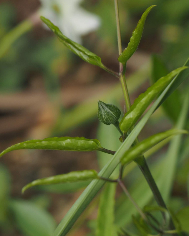 P4074318