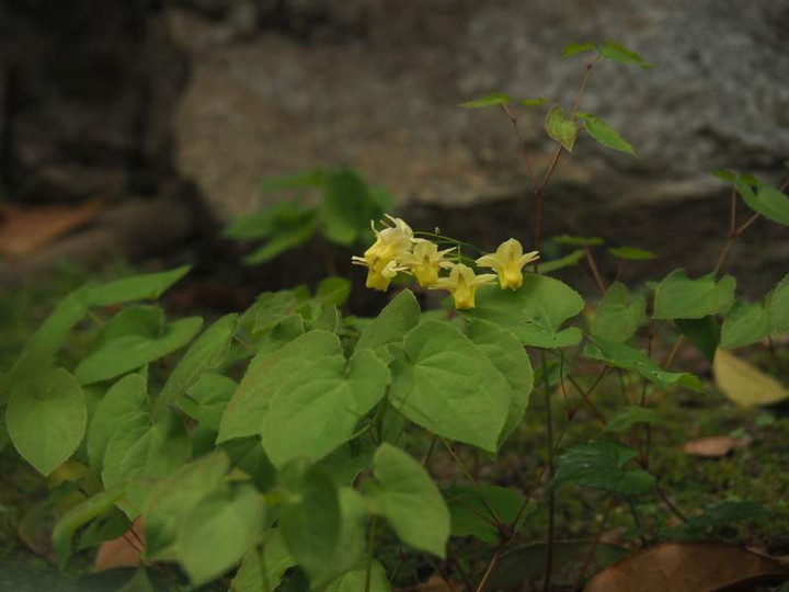 P4114350