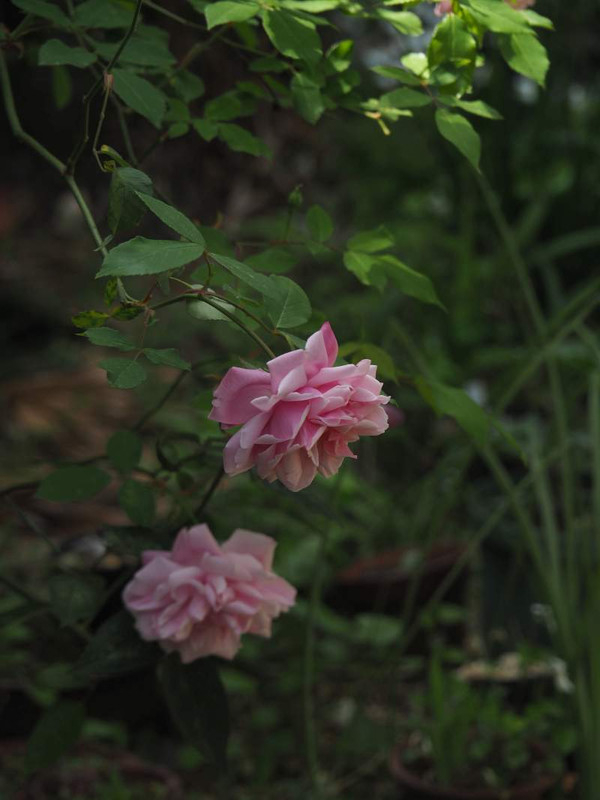 P4124393