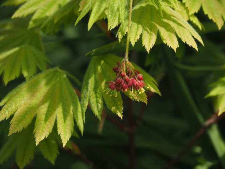 P4124406