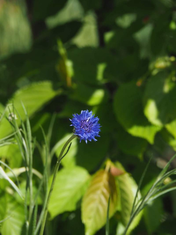 P4134419yagurumasou