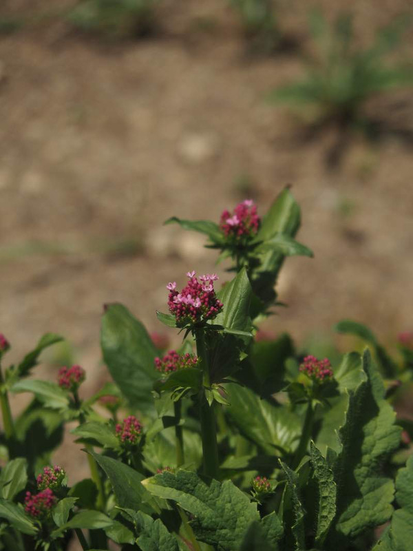 P4134424