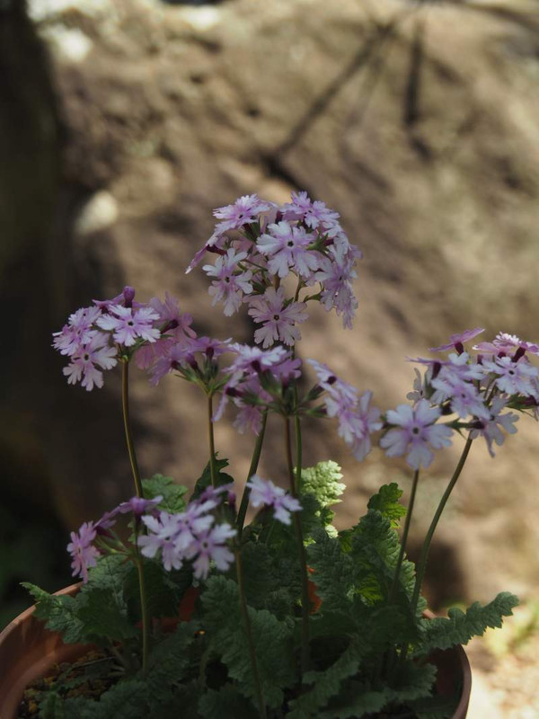P4134430