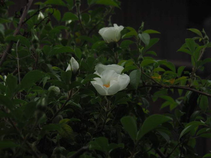 P4144448
