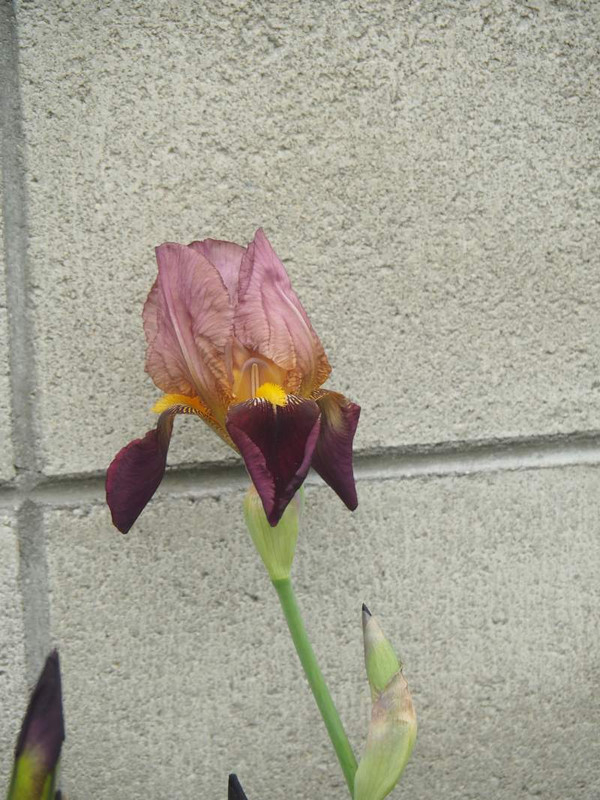 P4144460