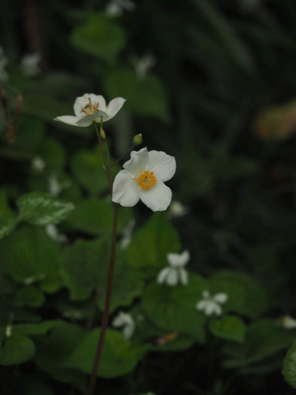 P4174524