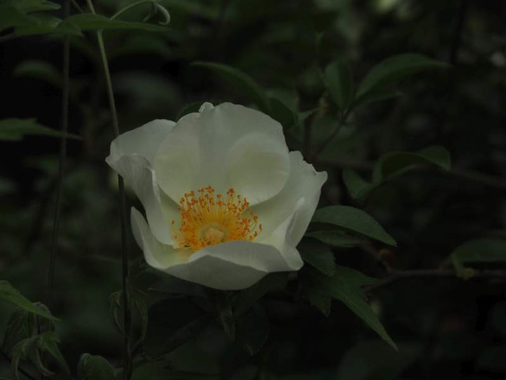 P4174543