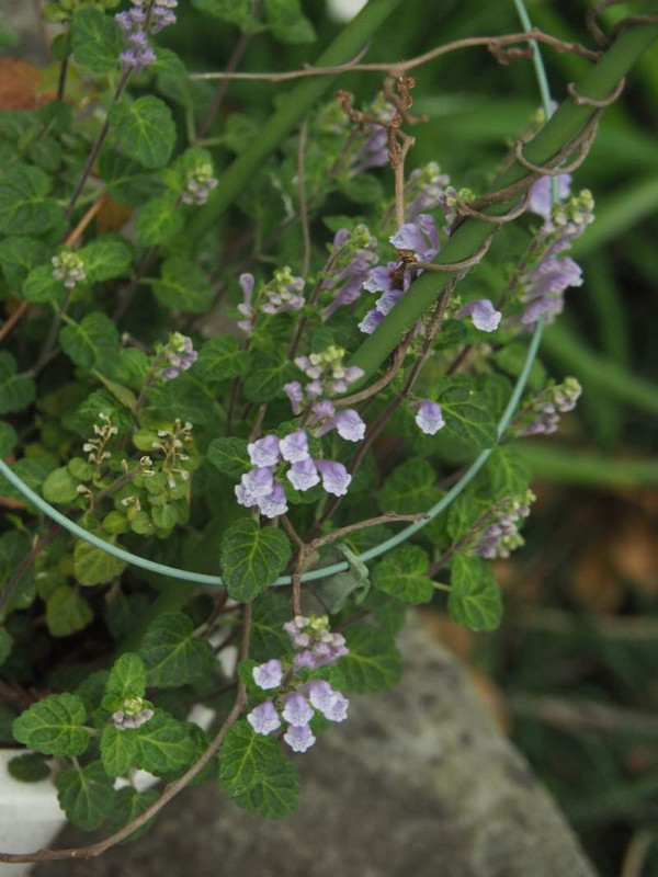 P4174548