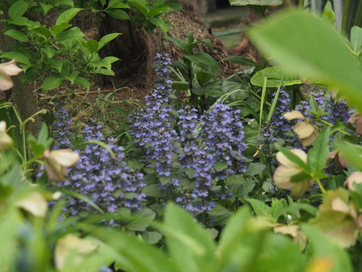 P4174554