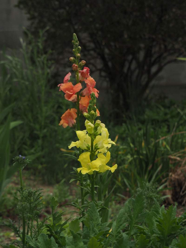 P4174564