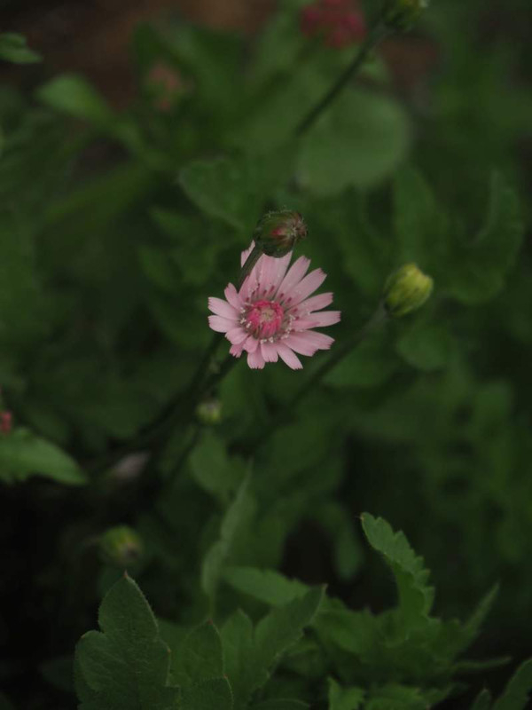P4174571