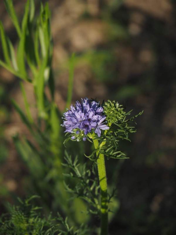 P4184585