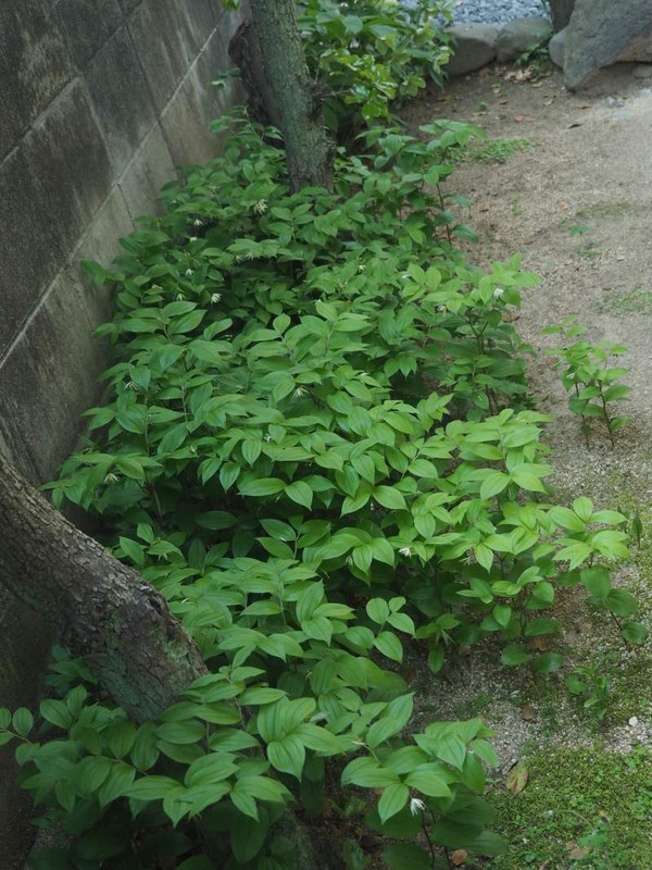 P4184599