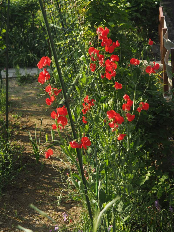 P4225170
