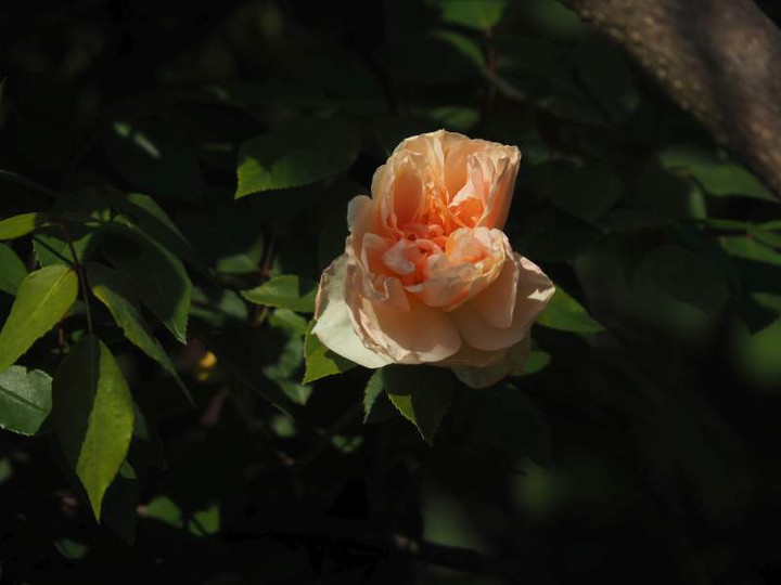 P4225201