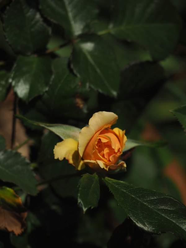 P4225200