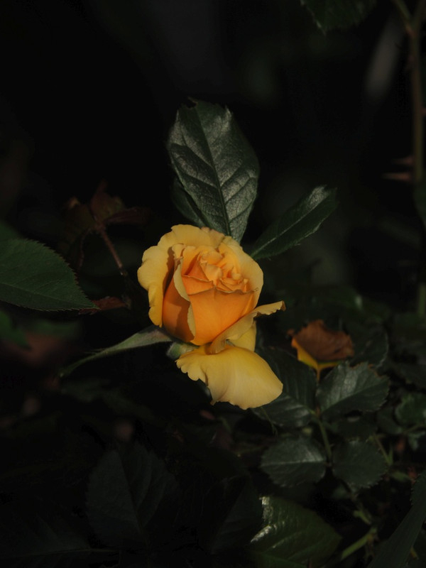 P4235258