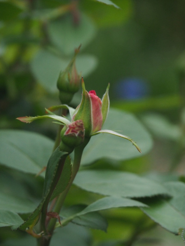 P4235471
