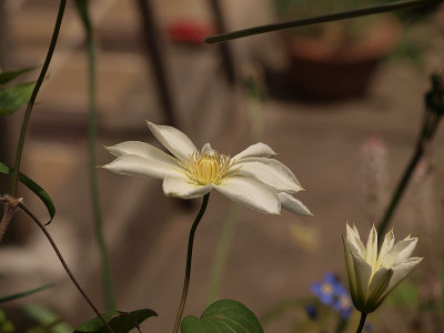 P4160956kazaguruma