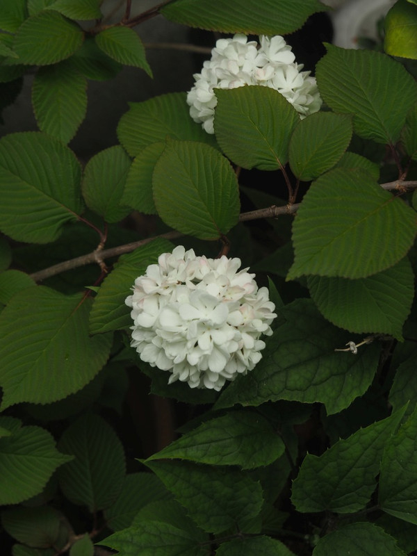 P4245477