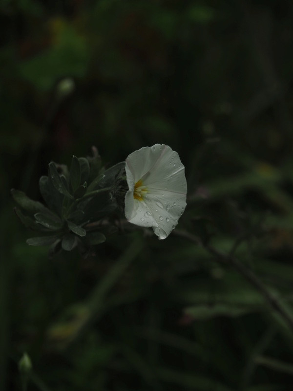 P4245488