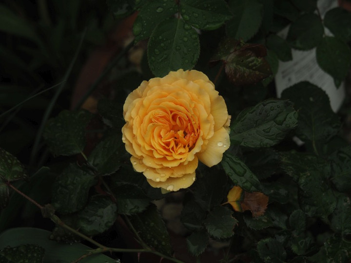 P4245492