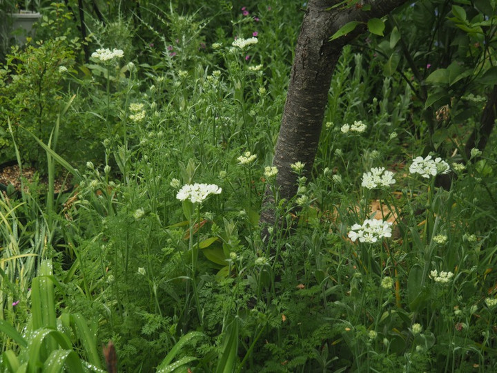 P4245507