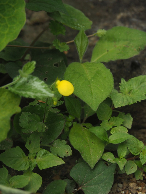 P4245508