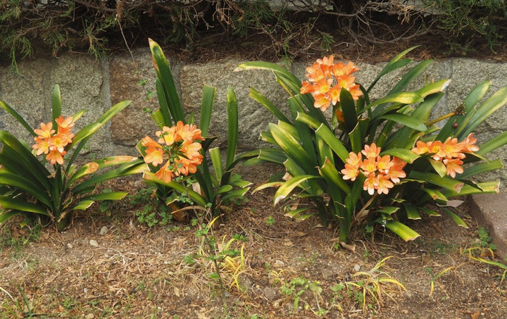 P4245512