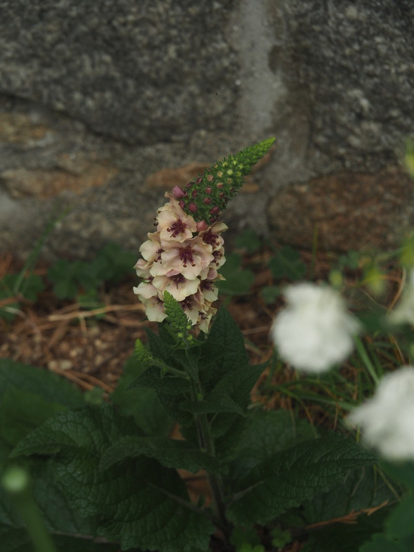 P4245514