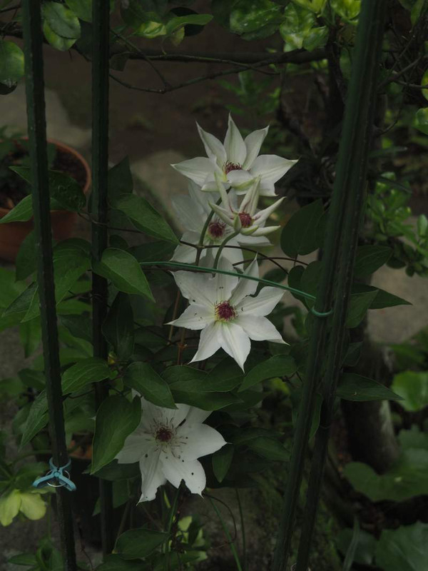 P4255520
