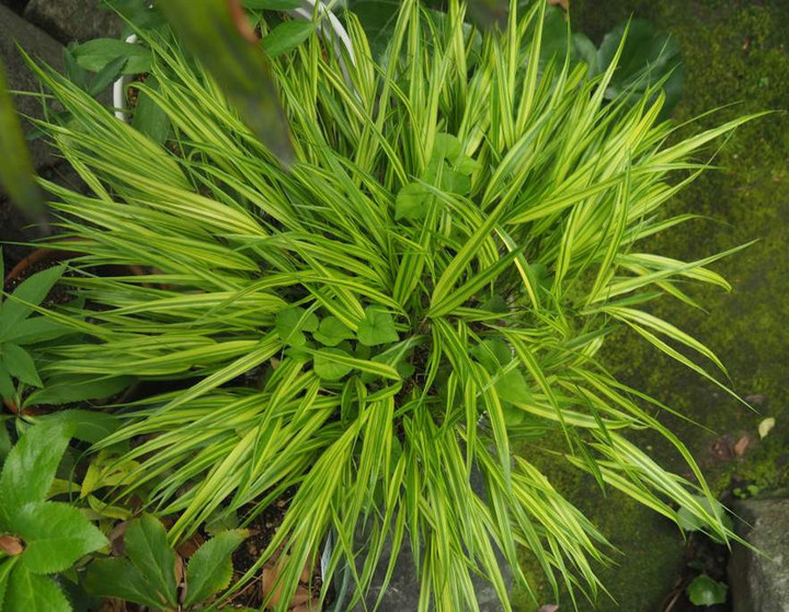 P4255522